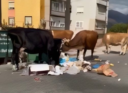 Festime Mjeshtri nxjerr xhiro lopët në mes&hellip;