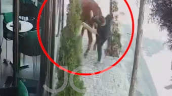 Epike në Bulqizë: Tentoi të godiste lopën&hellip;