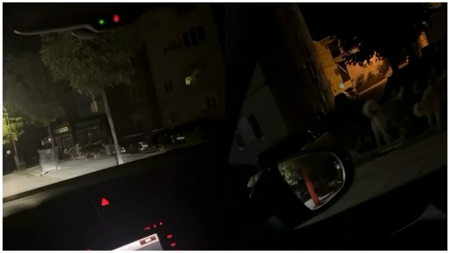 Grupi i strukturuar i qenve terrorizon dibranët:&hellip;