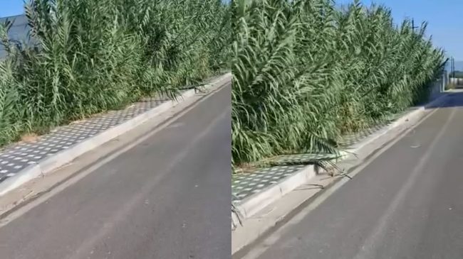 Trotuari në Laknas bllokohet nga kallamishtet, fëmijët&hellip;