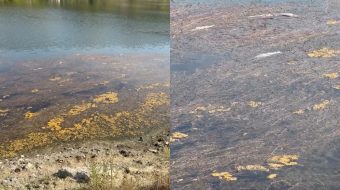 Masakër mjedisore në liqenin e Kombinatit, dhjetëra&hellip;