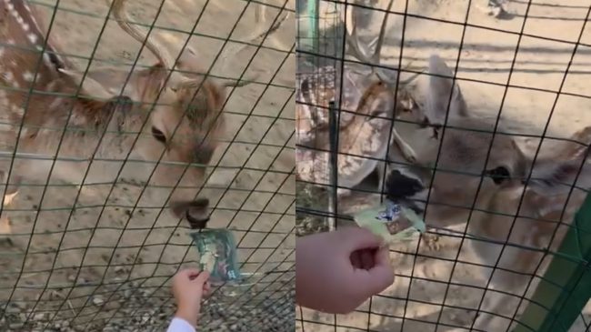 Kafshët te Kopshti Zoologjik po vdesin për&hellip;