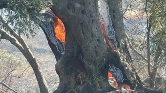 Digjen rreth 300 rrënjë ullinj në ullishten&hellip;