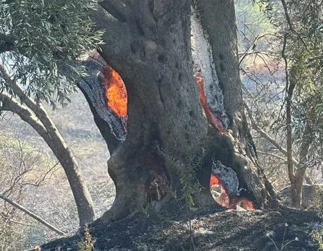 Digjen rreth 300 rrënjë ullinj në ullishten&hellip;