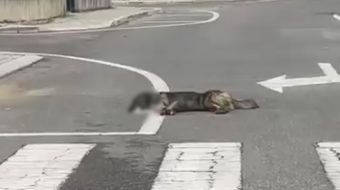 “Po i helmojnë të gjithë”, dyshime për&hellip;