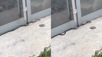 Temperaturat ulen, por gjarpërinjtë vijojnë të shfaqen&hellip;