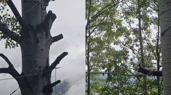 Në Mirditë pemët shërbejnë si shtylla elektrike,&hellip;
