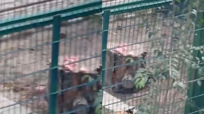 Mjerimi në Kopshtin Zoologjik të Tiranës, minjtë&hellip;