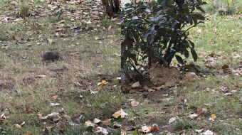 Minjtë gjigantë pushtojnë lumin Lana, higjiena e&hellip;