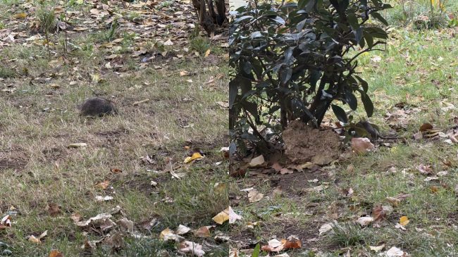 Minjtë gjigantë pushtojnë lumin Lana, higjiena e&hellip;